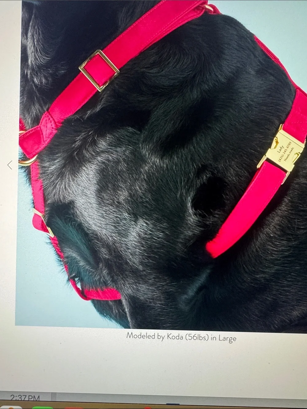 The Foggy Dog Fuchsia Adjustable No-Pull Harness with Gold Hardware NWOT